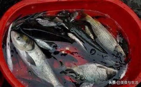 魚死掉怎麼處理|【魚死了怎麼處理】養魚人的心碎時刻！小魚仙逝後的善後指南